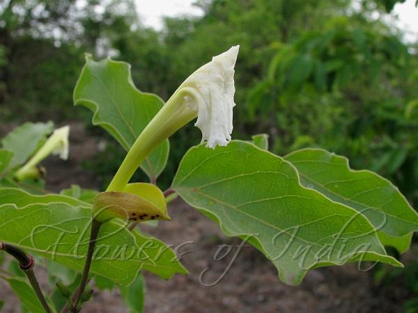 Wavy Trumpet Flower
